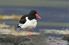 Eurasian Oystercatcher